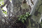 Spring Nature Activities in NYC: Hawks, Flowering Trees and Worms!